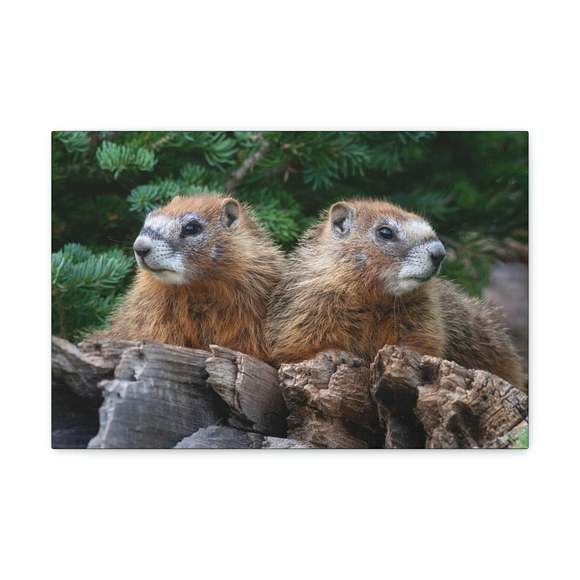 Two Young Yellow Bellied Marmot on a Dead Tree Print Animal Wall